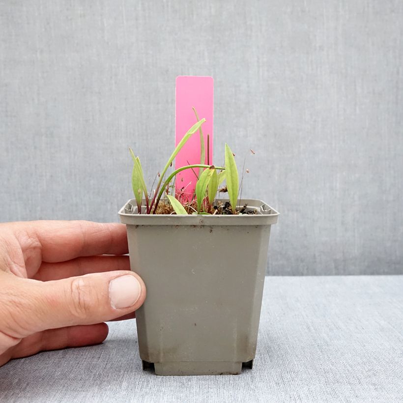 Esimerkki kesällä toimitetusta Pogonia ophioglossoides 8/9 cm taimiruukku-taimesta