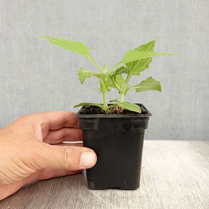 Esimerkki kesällä toimitetusta Yacon luomu - Smallanthus sonchifolius 8/9 cm taimiruukku-taimesta