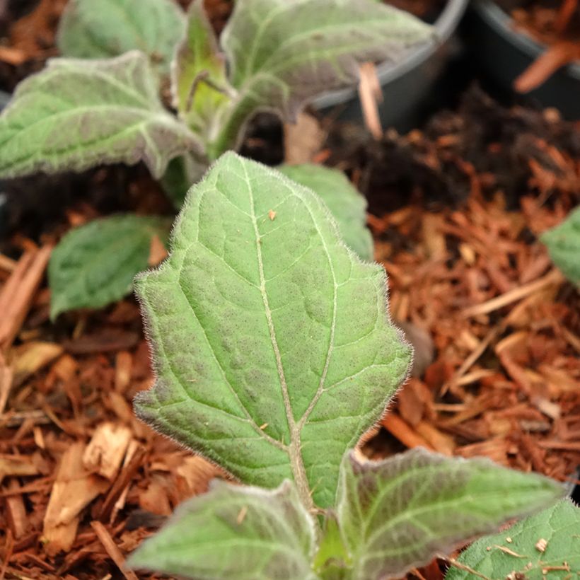 Yacon Morado (Lehvistö)