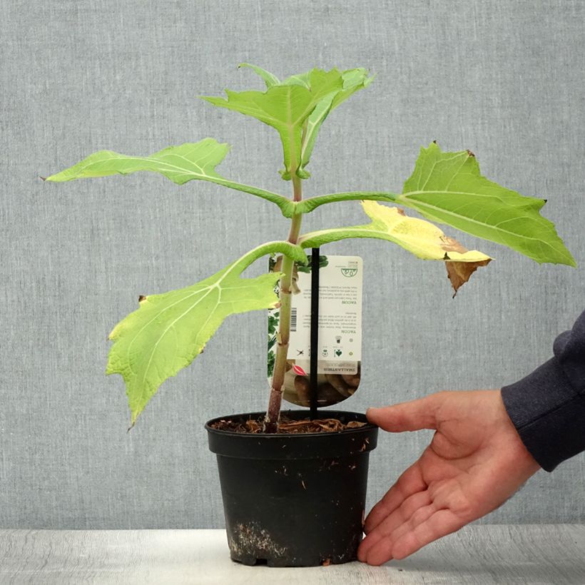 Esimerkki kesällä toimitetusta Yacon - Smallanthus sonchifolius 1,5 litran / 2 litran kannu-taimesta