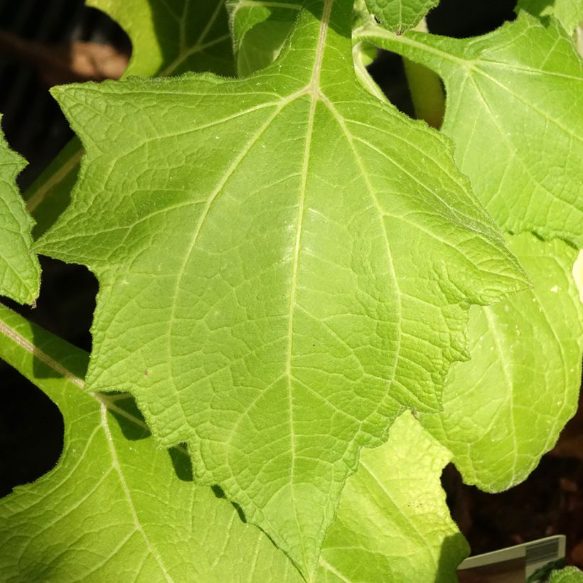 Yacon - Smallanthus sonchifolius (Lehvistö)