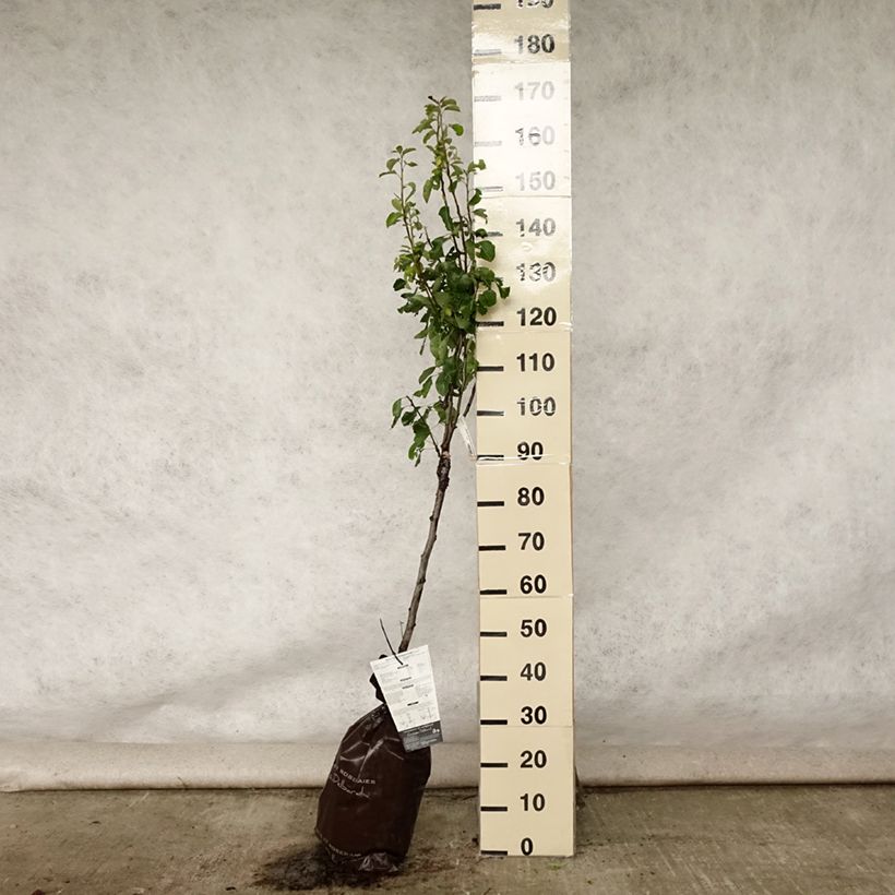 Esimerkki kesällä toimitetusta Tarhapäärynä Delbard Gourmande "Istutusvalmis"-paakku, Maljamainen-taimesta