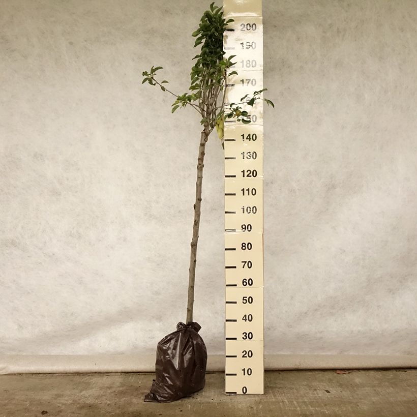 Esimerkki kesällä toimitetusta Tarhapäärynä Fertilia Delbard "Istutusvalmis"-paakku, Puolikorkea runko-taimesta