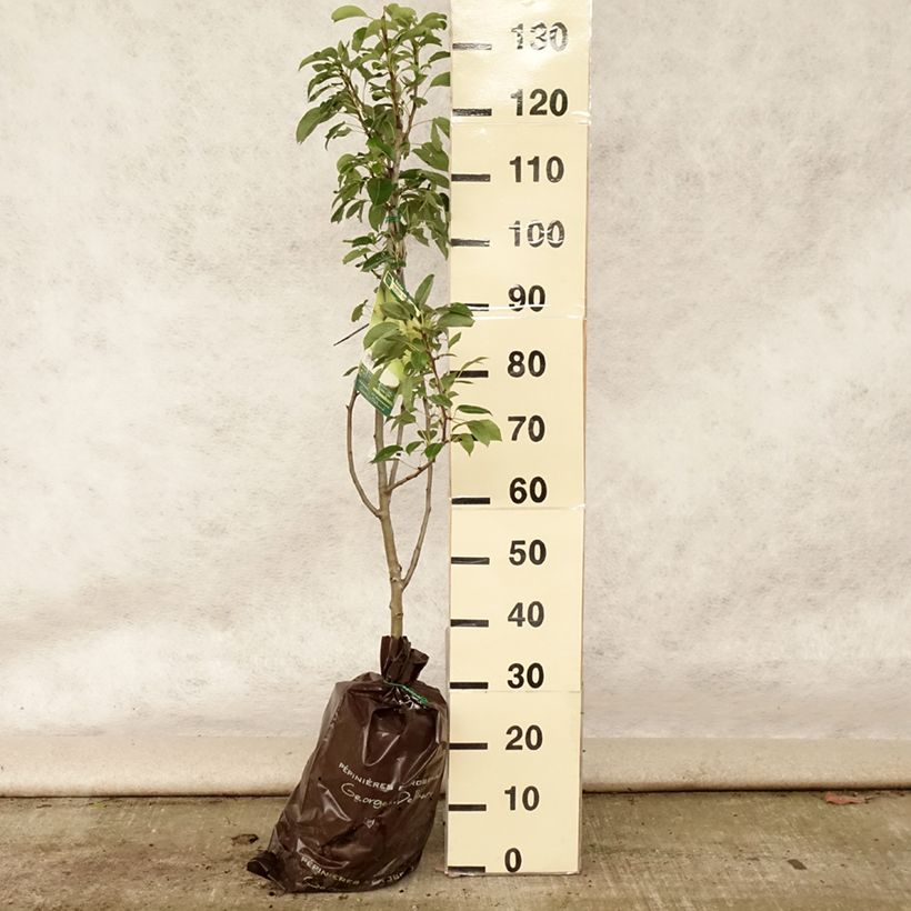 Esimerkki kesällä toimitetusta Tarhapäärynä Fertilia Delbard "Istutusvalmis"-paakku, Maljamainen-taimesta