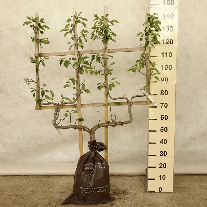 Esimerkki kesällä toimitetusta Tarhapäärynä Fertilia Delbard "Istutusvalmis"-paakku, Kaksinkertainen U-palmetti-taimesta