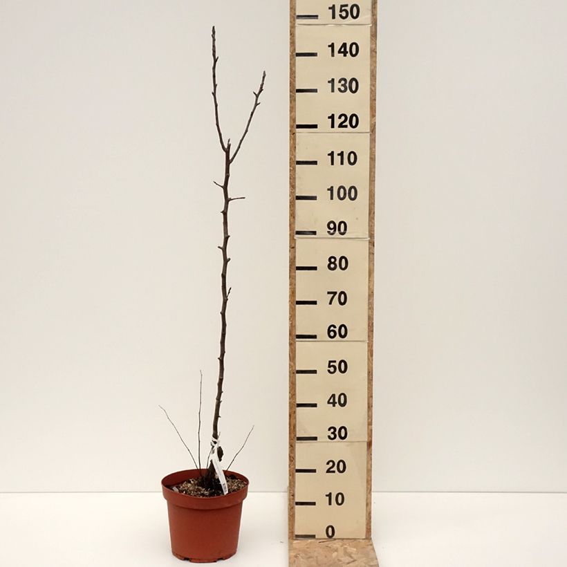Esimerkki talvella toimitetusta Poirier Jules Guyot Pot de 7,5L/10L, Scion-taimesta