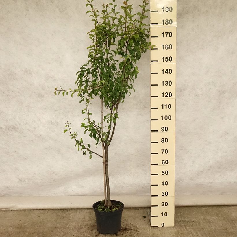 Esimerkki kesällä toimitetusta Tarhapäärynä Louise Bonne d'Avranches 7,5 litran / 10 litran ruukku, Maljamainen-taimesta