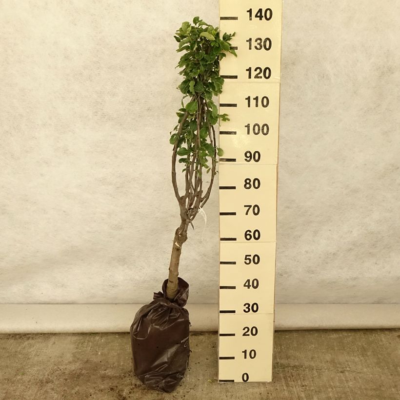 Esimerkki kesällä toimitetusta Tarhapäärynä Belle Hélène - Delbard "Istutusvalmis"-paakku, 1/4 runko-taimesta