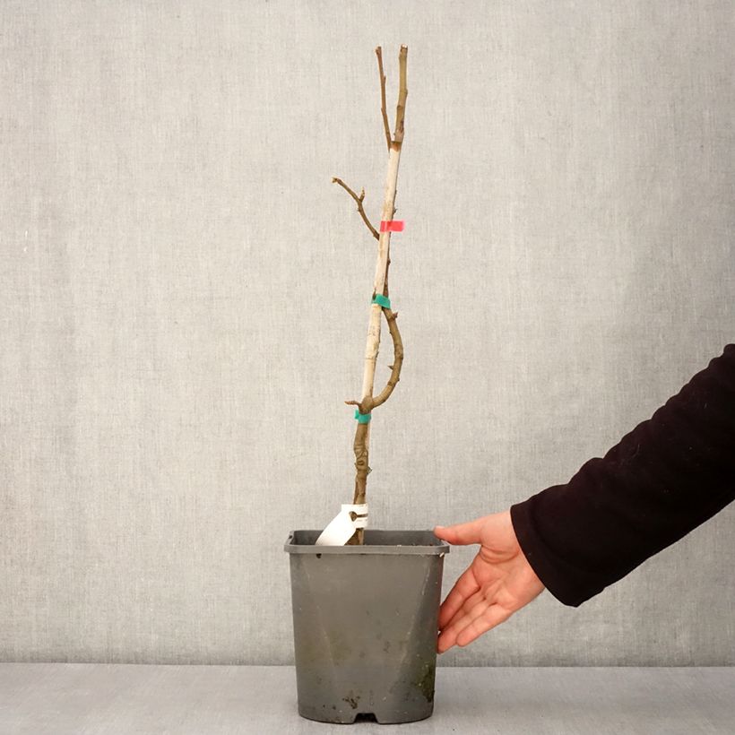 Esimerkki keväällä toimitetusta Poirier nain Fruit Me Pear Me William Bon-Chrétien Pot de 4L/5L, Nain-taimesta