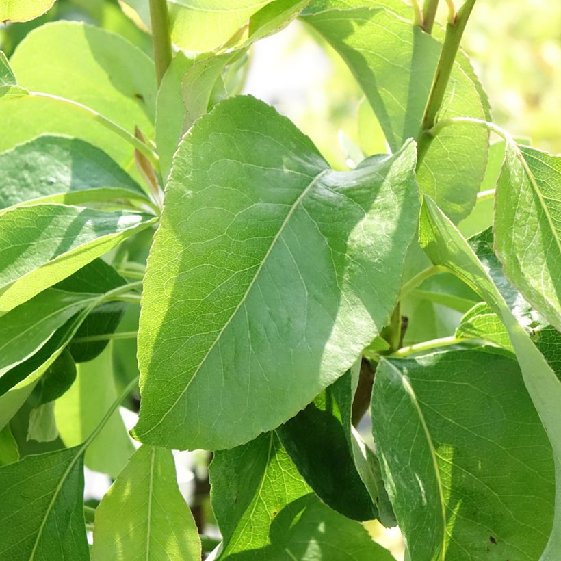 Tarhapäärynä Fruit Me Pear Me Williams Bon-Chrétien (Lehvistö)