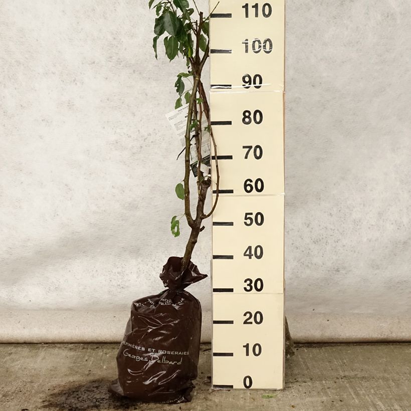 Esimerkki kesällä toimitetusta Tarhapäärynä Sucrée de Montluçon - Delbard "Istutusvalmis"-paakku, Maljamainen-taimesta