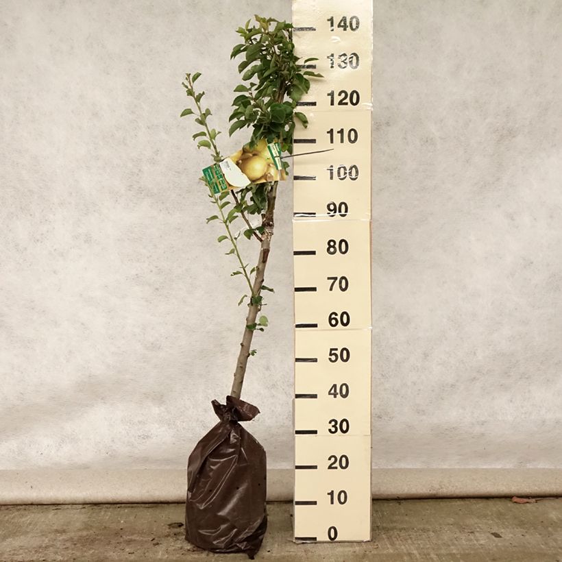 Esimerkki kesällä toimitetusta Tarhapäärynä Super Comice Delbard "Istutusvalmis"-paakku, Maljamainen-taimesta