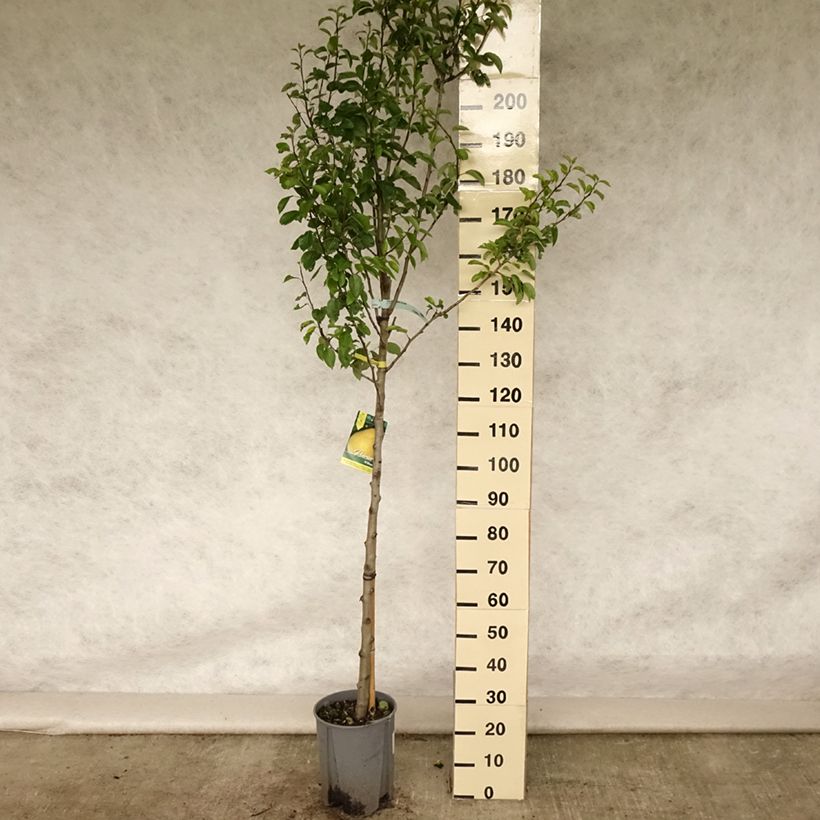 Esimerkki kesällä toimitetusta Tarhapäärynä William's 7,5 litran / 10 litran ruukku, Puolikorkea runko-taimesta