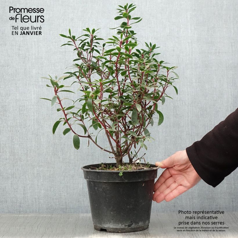 Esimerkki talvella toimitetusta Poivre de Tasmanie - Drimys aromatica Pot de 4L/5L-taimesta