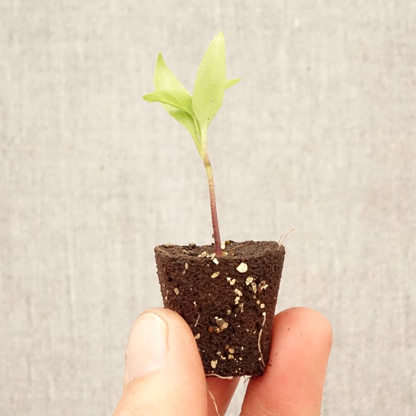 Esimerkki keväällä toimitetusta Maustepaprika Afterglow Tenor F1 taimena Minipaakku Ø 1,5/2,5 cm-taimesta
