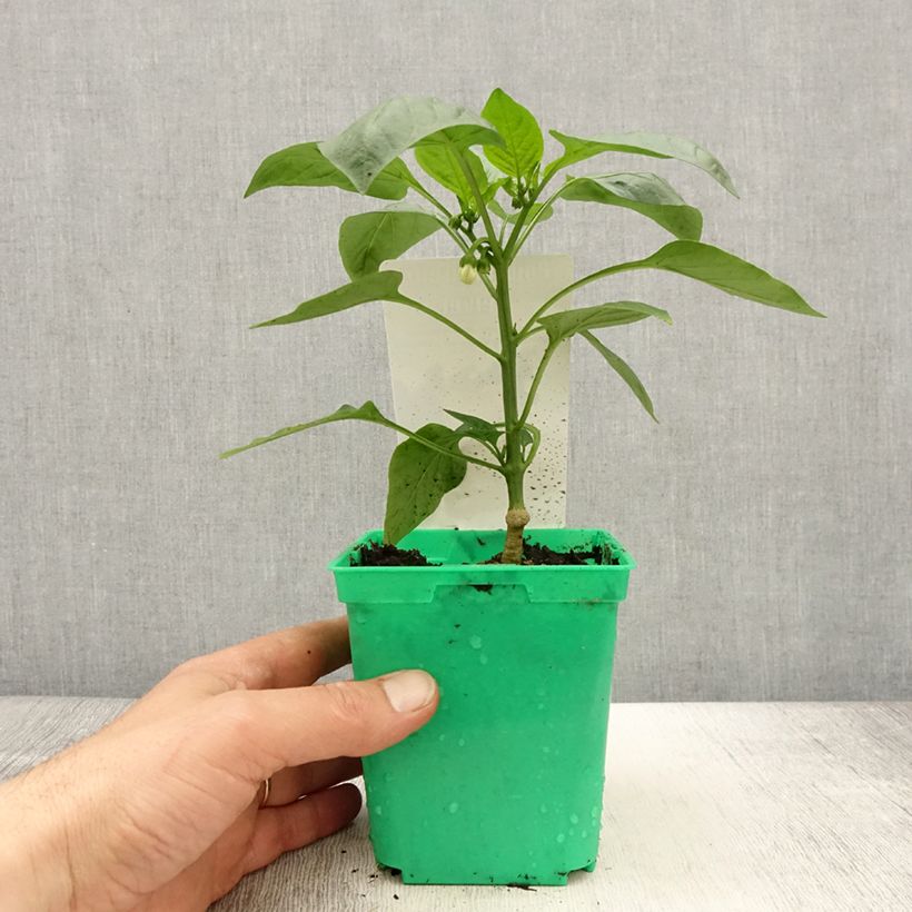 Esimerkki keväällä toimitetusta Keltainen maustepaprika Velvet F1 taimena 10 cm/11 cm ruukku-taimesta