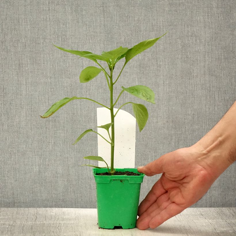 Esimerkki keväällä toimitetusta Oranssi maustepaprika Oreny F1 taimena 10 cm/11 cm ruukku-taimesta