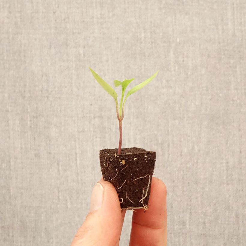 Esimerkki keväällä toimitetusta Maustepaprika Poxigo F1 taimena Minipaakku Ø 3/4 cm-taimesta