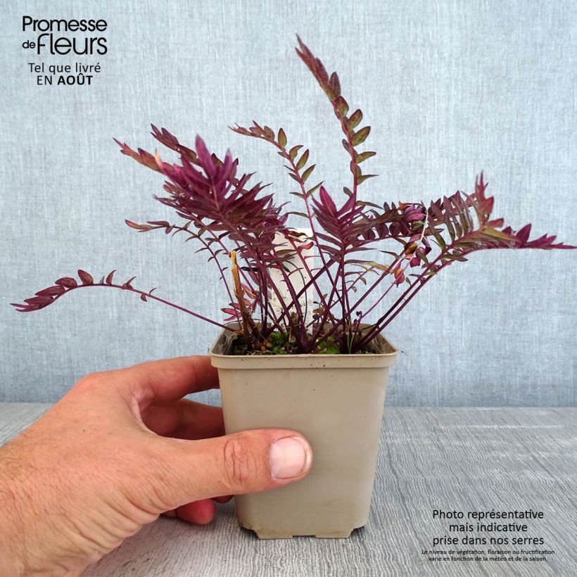Esimerkki kesällä toimitetusta Japaninlehtosinilatva Bressingham Purple Taimiruukku 8/9 cm-taimesta