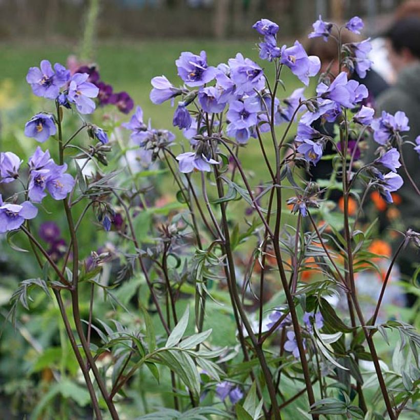 Japaninlehtosinilatva Bressingham Purple (Kasvutapa)