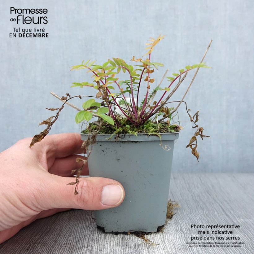 Esimerkki syksyllä toimitetusta Lehtosinilatva Lambrook Mauve 8/9 cm taimiruukku-taimesta