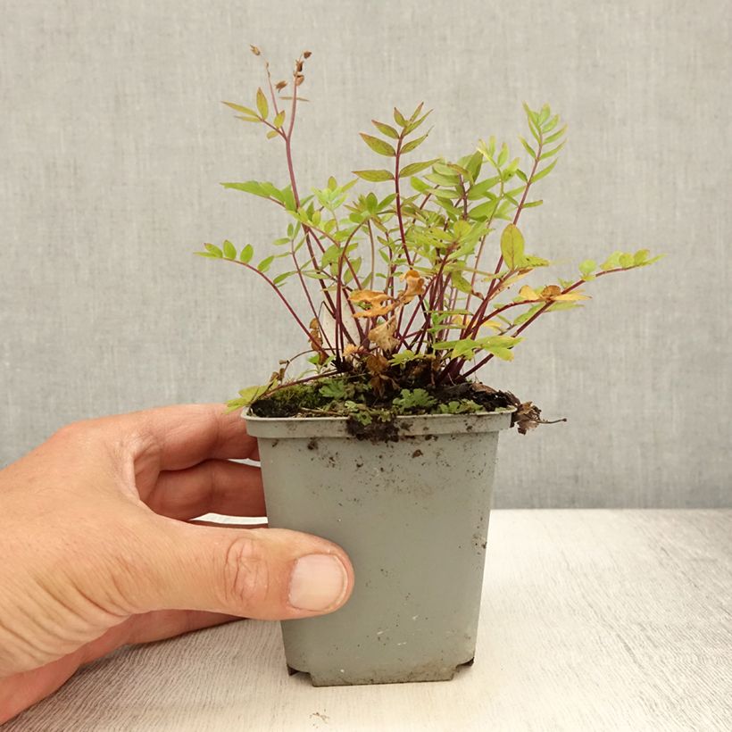 Esimerkki kesällä toimitetusta Lehtosinilatva Lambrook Mauve Taimiruukku 8/9 cm-taimesta