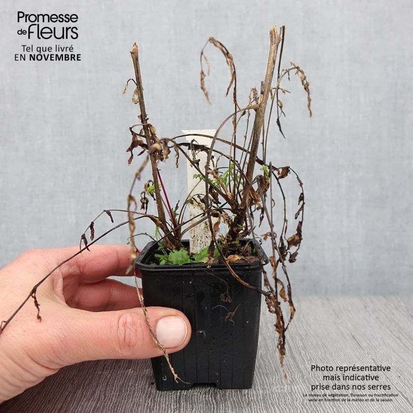 Esimerkki syksyllä toimitetusta Rusosinilatva Apricot Delight 8/9 cm taimiruukku-taimesta
