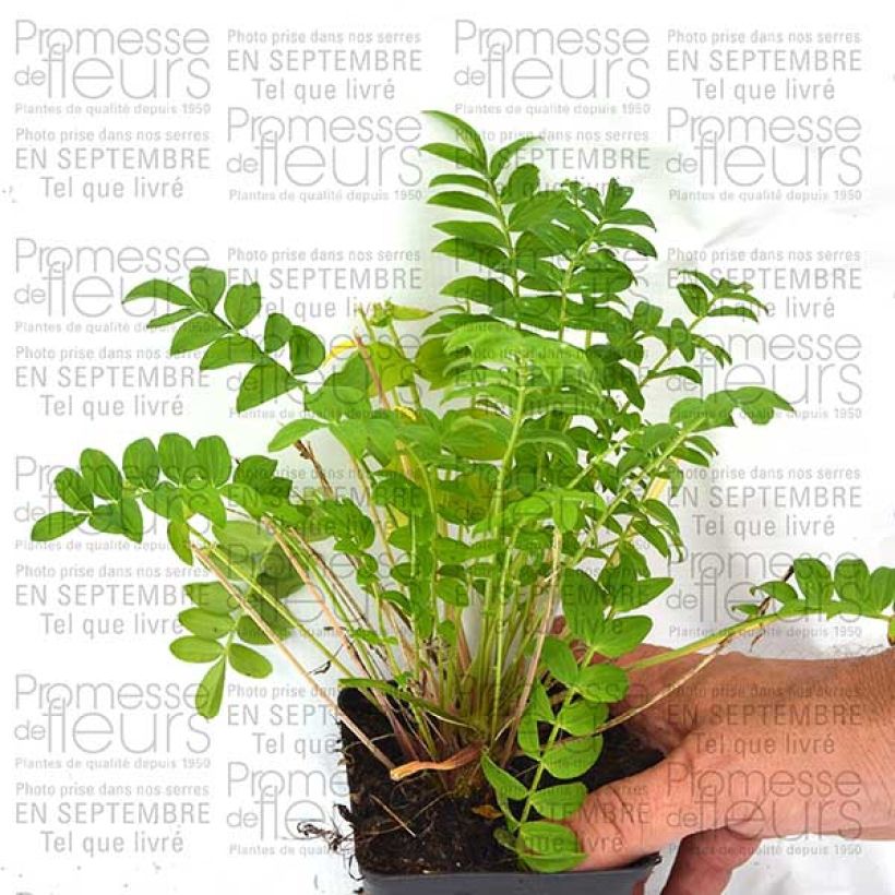 Esimerkki toimitetusta Lehtosinilatva Sonia's Bluebell Godet de 8/9 cm-taimesta
