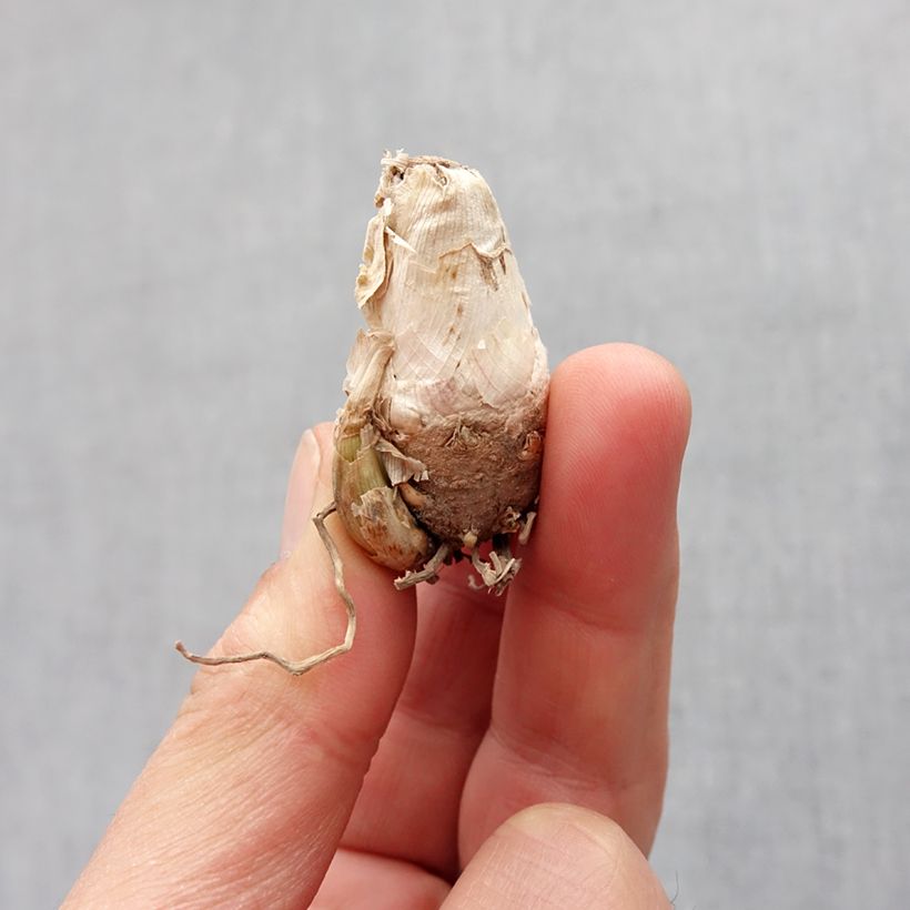 Esimerkki keväällä toimitetusta Tuberosa Pink Sapphire Sipuli Koko 10+-taimesta