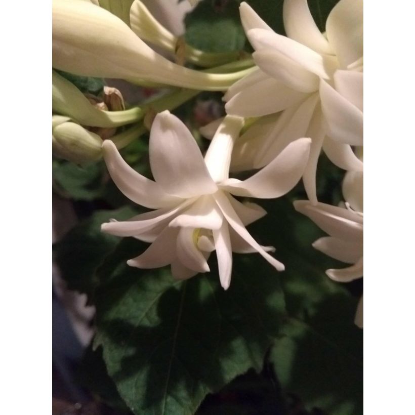 Tuberosa The Pearl (Kukinta)