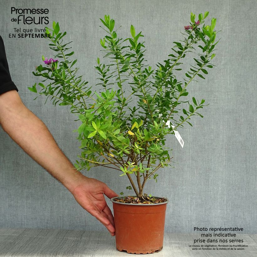 Esimerkki syksyllä toimitetusta Polygala myrtifolia 2 litran/3 litran ruukku-taimesta
