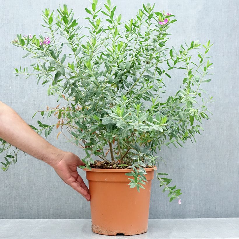 Esimerkki kesällä toimitetusta Polygala myrtifolia Ruukku 7,5L / 10L-taimesta