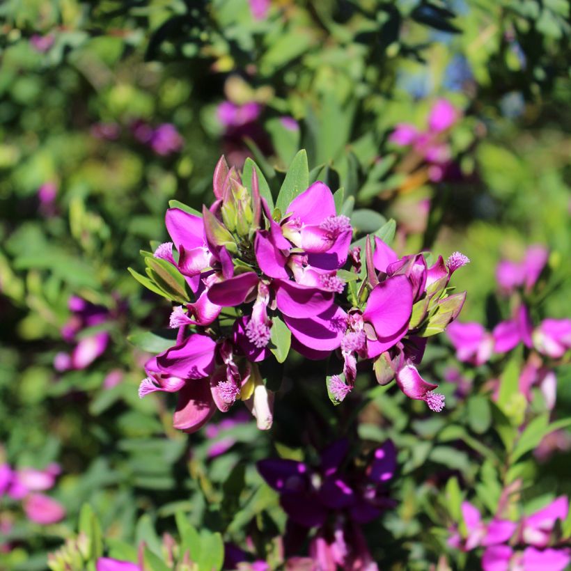 Polygala myrtifolia (Kukinta)