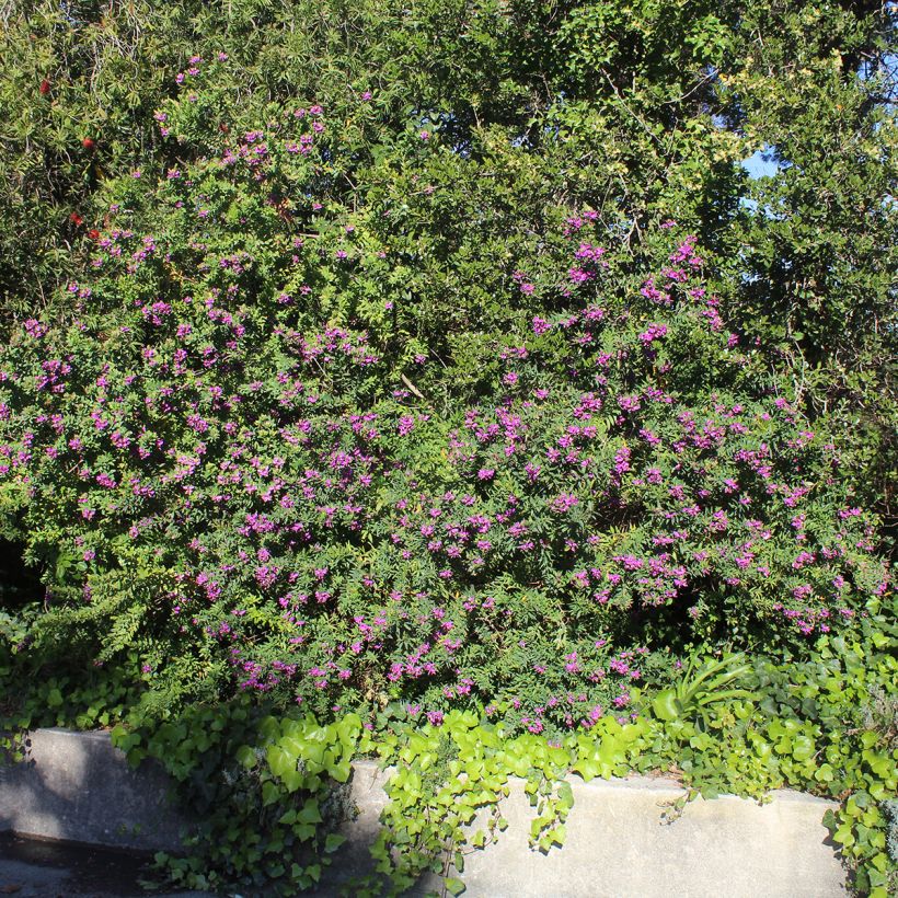 Polygala myrtifolia (Kasvutapa)