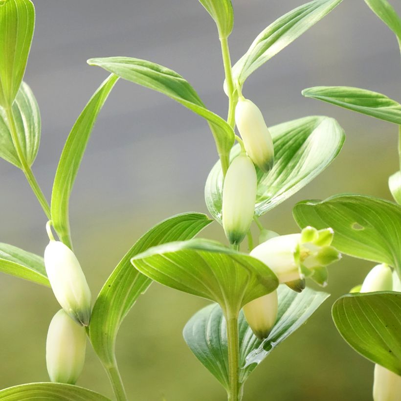 Kalliokielo - Polygonatum humile (Kukinta)