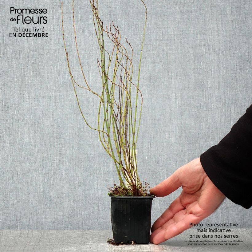 Esimerkki syksyllä toimitetusta Pihatattare - Polygonum scoparium 8/9 cm taimiruukku-taimesta