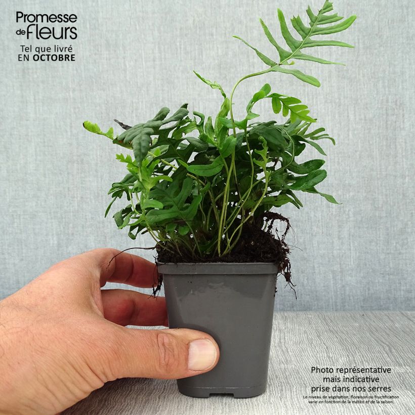 Esimerkki syksyllä toimitetusta Kallioimarre - Polypodium vulgare 8/9 cm taimiruukku-taimesta