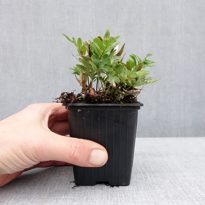 Esimerkki talvella toimitetusta Kallioimartee Whitley Giant 8/9 cm taimiruukku-taimesta
