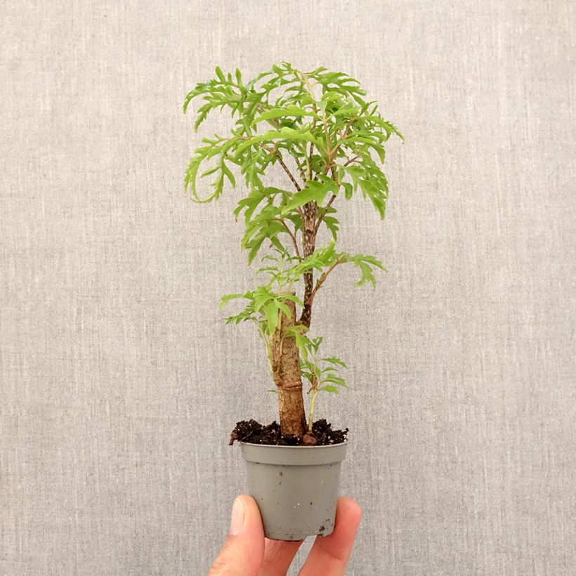 Esimerkki keväällä toimitetusta Polyscias filicifolia Minikasvi-taimesta