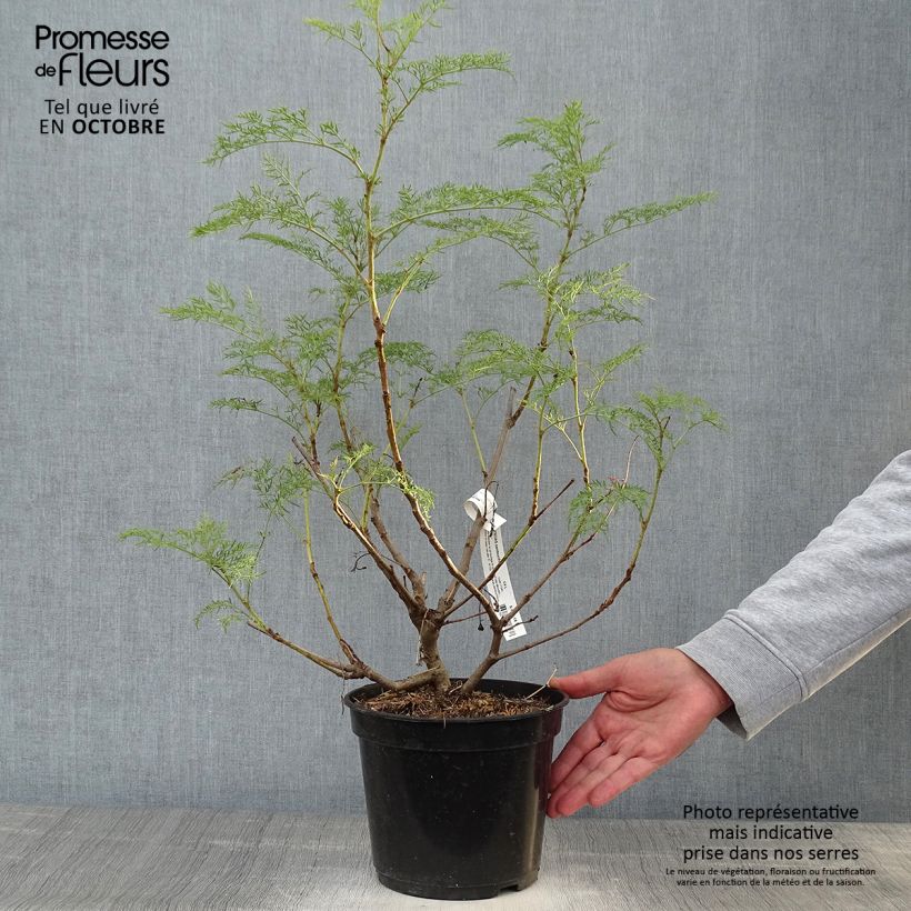 Esimerkki syksyllä toimitetusta Polyscias sambucifolia - Sureau panax Pot de 4L/5L-taimesta