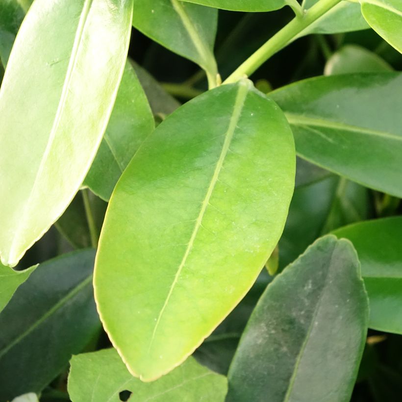Polyspora axillaris (Lehvistö)