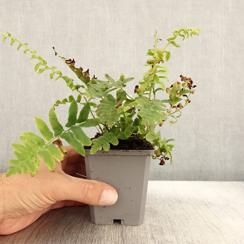 Esimerkki syksyllä toimitetusta Jouluhärkylä - Polystichum acrostichoides 8/9 cm taimiruukku-taimesta