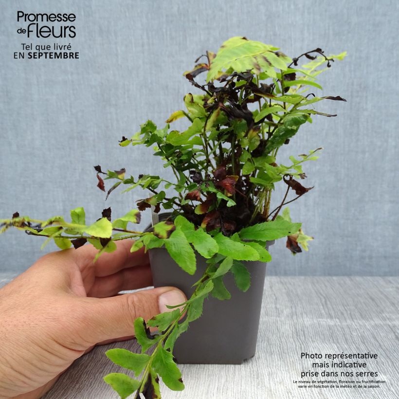 Esimerkki kesällä toimitetusta Jouluhärkylä - Polystichum acrostichoides Taimiruukku 8/9 cm-taimesta