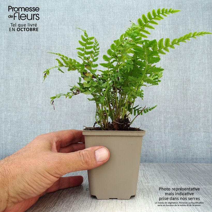 Esimerkki syksyllä toimitetusta Piikkihärkylä - Polystichum aculeatum 8/9 cm taimiruukku-taimesta