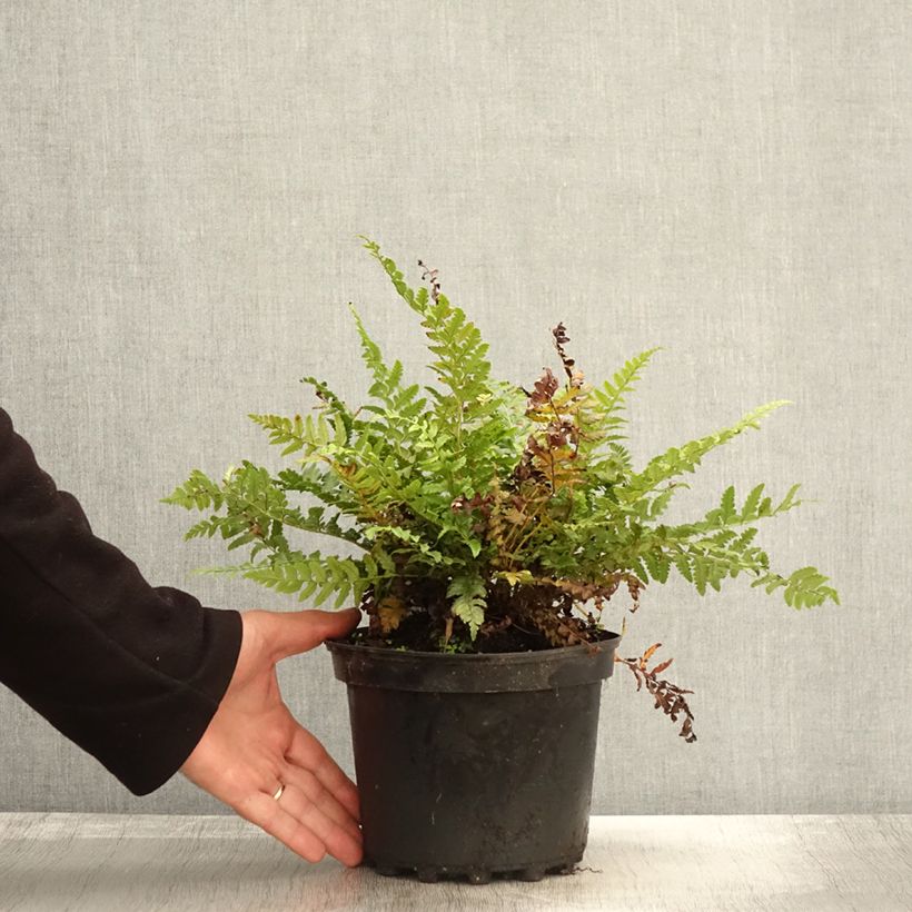 Esimerkki syksyllä toimitetusta Piikkihärkylä - Polystichum aculeatum 2 litran/3 litran ruukku-taimesta