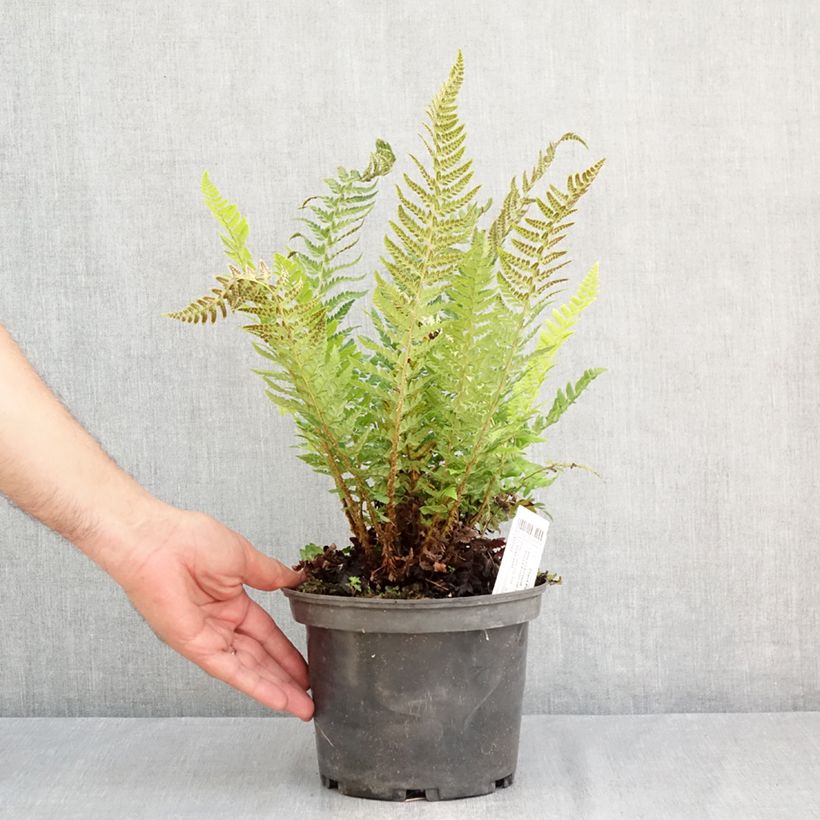 Esimerkki kesällä toimitetusta Piikkihärkylä - Polystichum aculeatum Pot de 2L/3L-taimesta