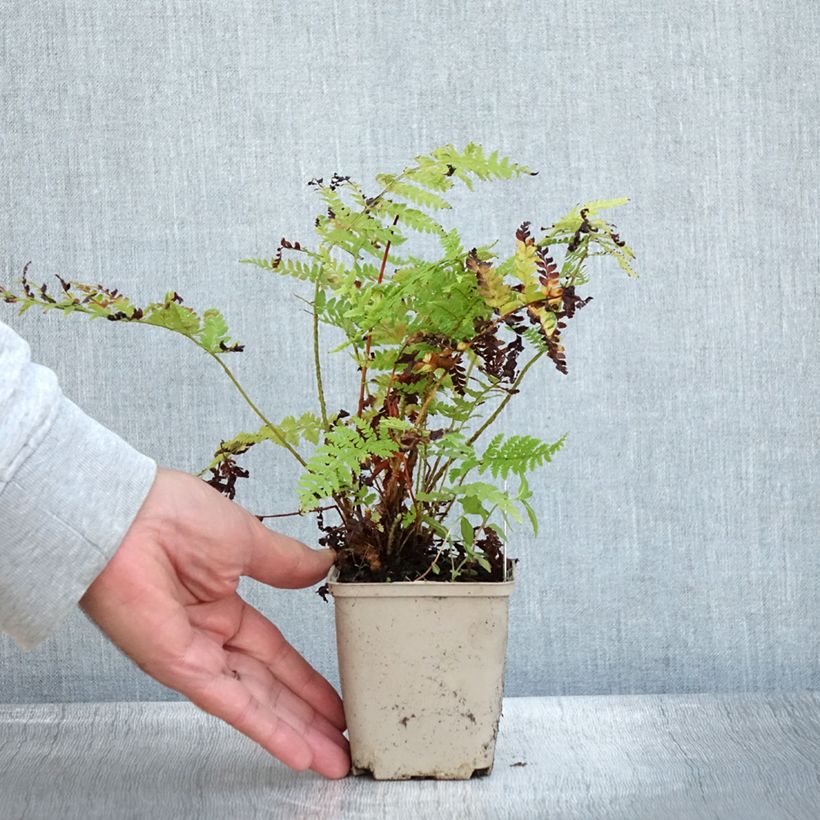 Esimerkki syksyllä toimitetusta Varjohärkylä - Polystichum braunii 8/9 cm taimiruukku-taimesta