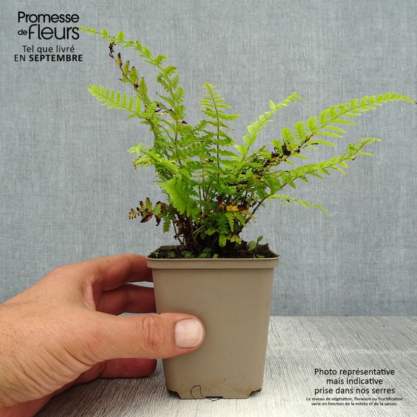 Esimerkki kesällä toimitetusta Varjohärkylä - Polystichum braunii Godet de 8/9 cm-taimesta