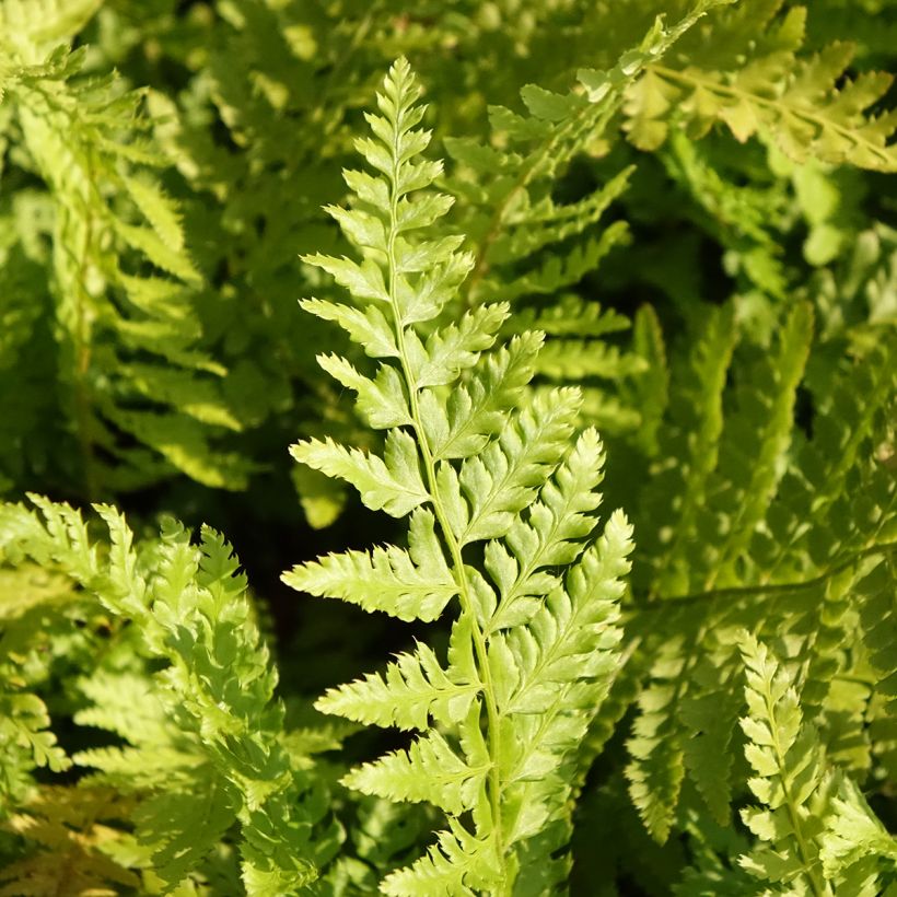 Varjohärkylä - Polystichum braunii (Lehvistö)