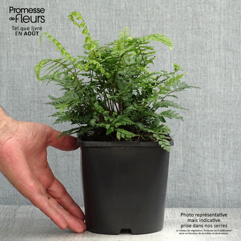 Esimerkki kesällä toimitetusta Härkylä - Polystichum makinoi Ruukku 2L / 3L-taimesta